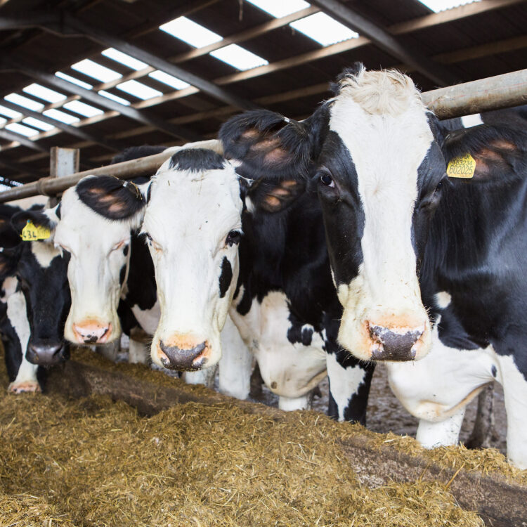 Feed efficiency key to dairy resilience this spring