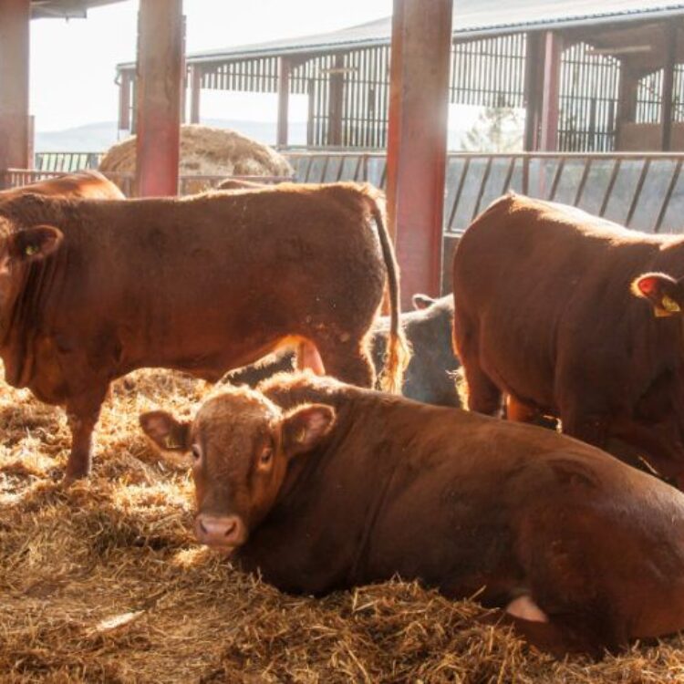 Consistent high performance the key to beef system’s success
