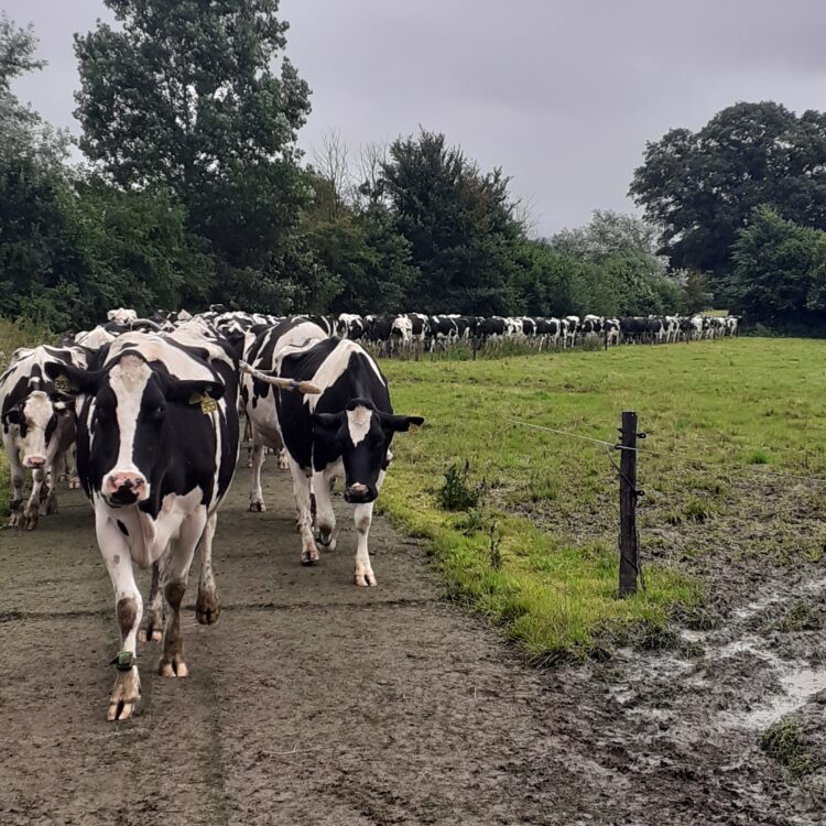 Focus on sustainability drives performance and fertility of autumn block calving herd