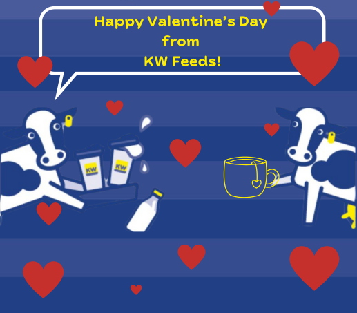 Cows drinking tea with love hearts