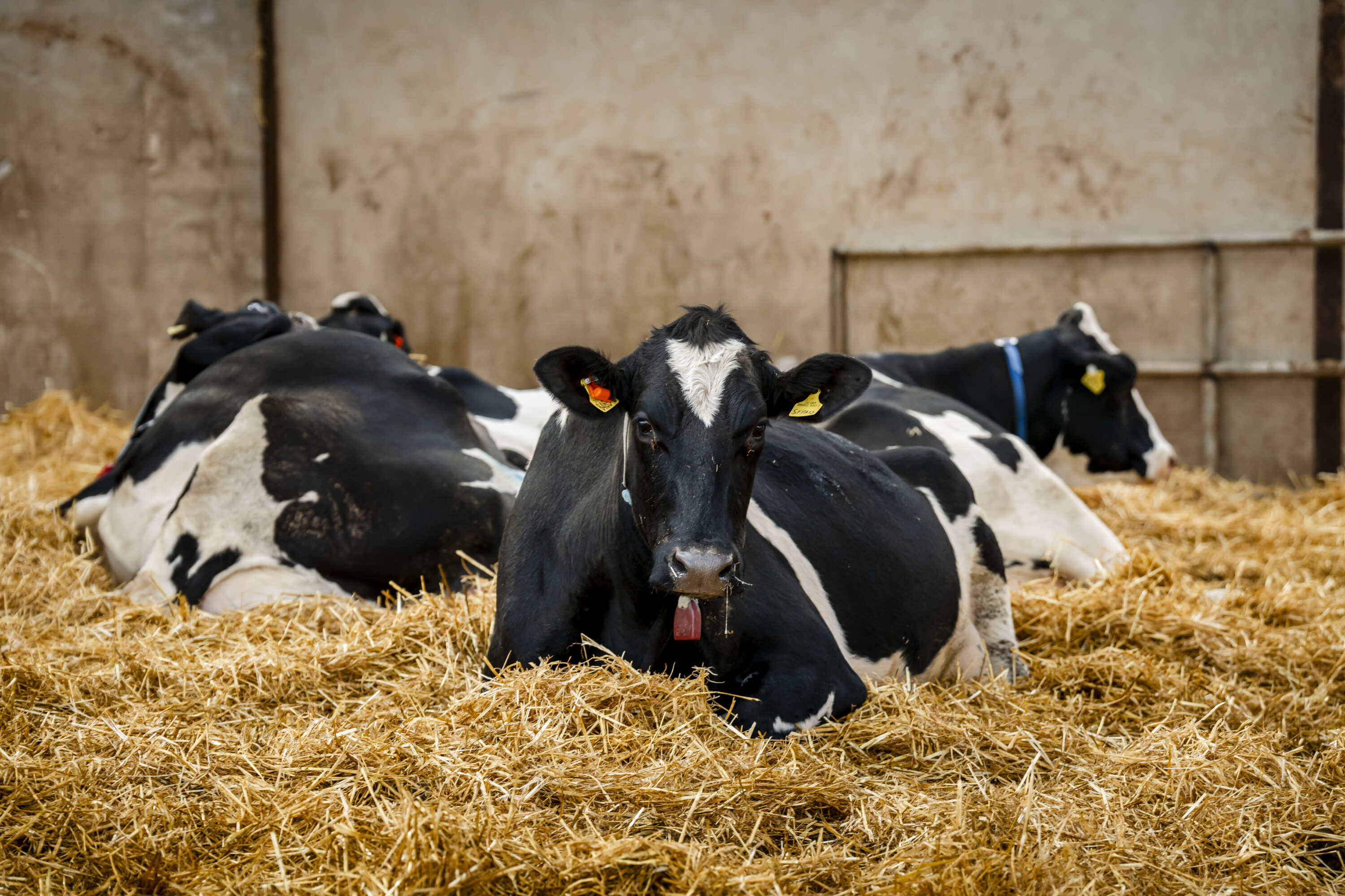 KW FeedCast – 9th April 2025