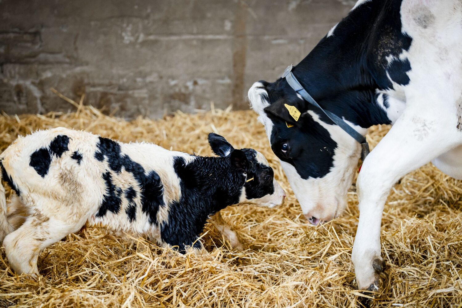 Calf and cow together