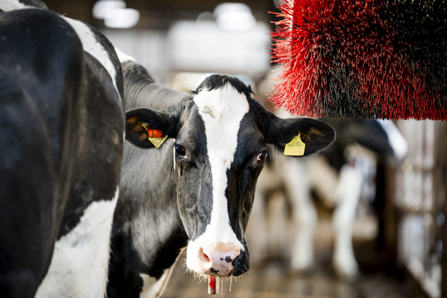 Dairy Cow looking at camera