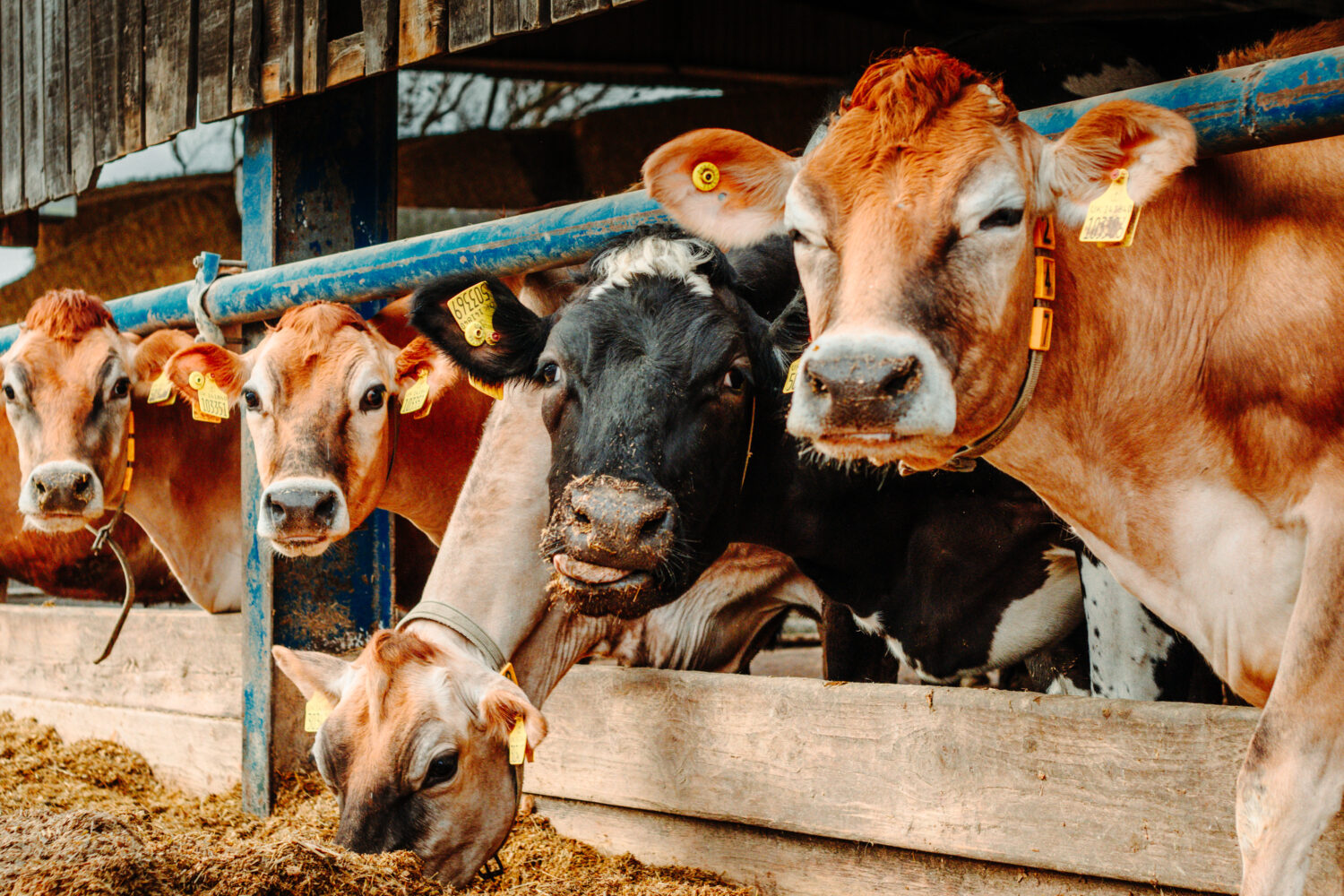 Cows looking at camera