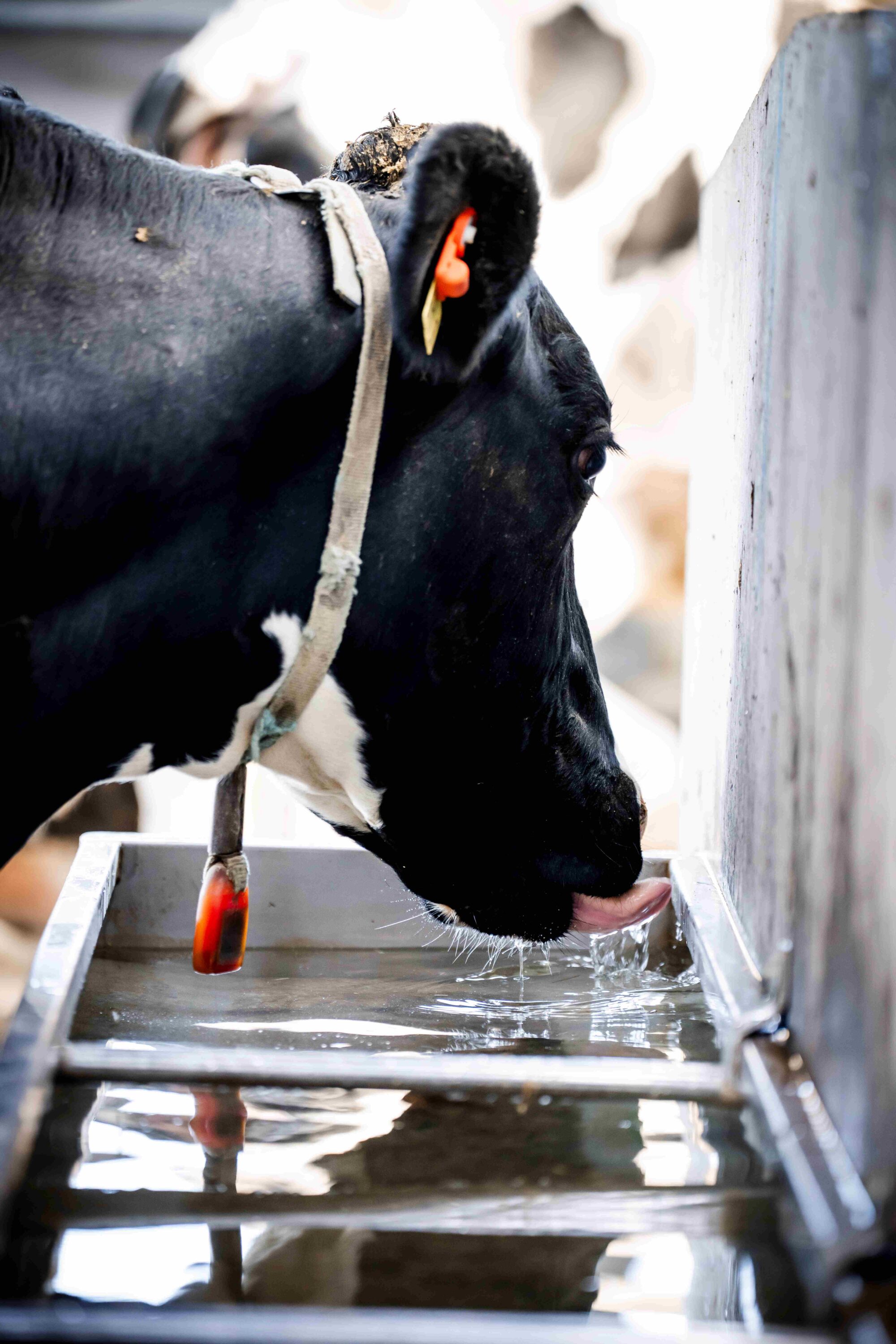 KW FeedCast – 12th August 2025