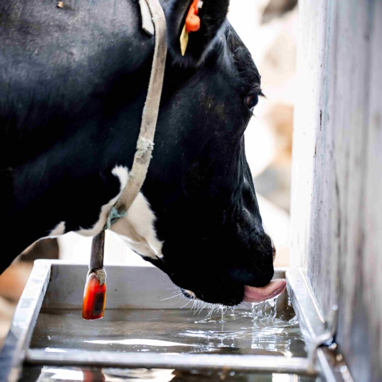 Nutritional strategies key to mitigating impacts of heat stress