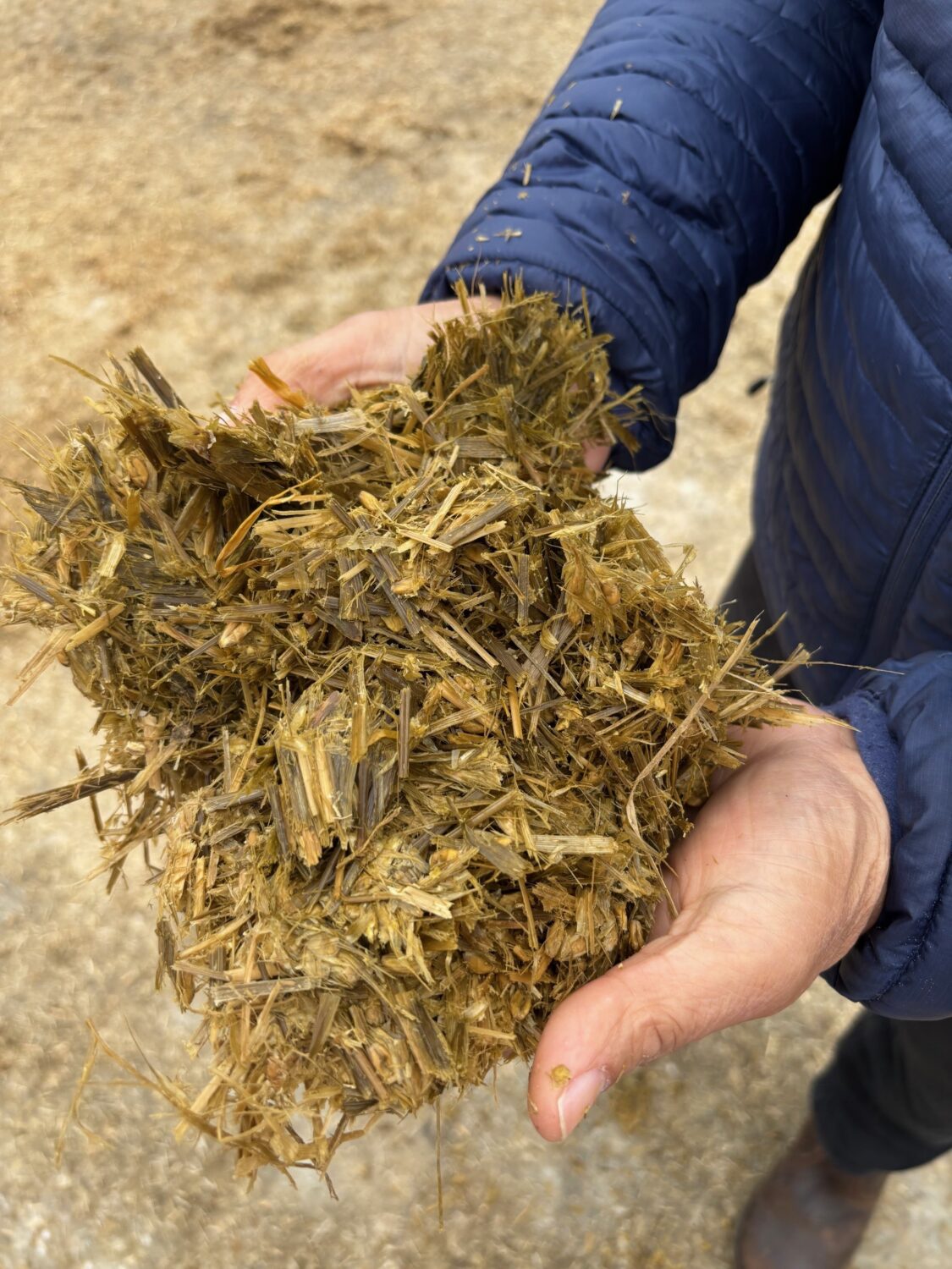 SiloSolve treated silage
